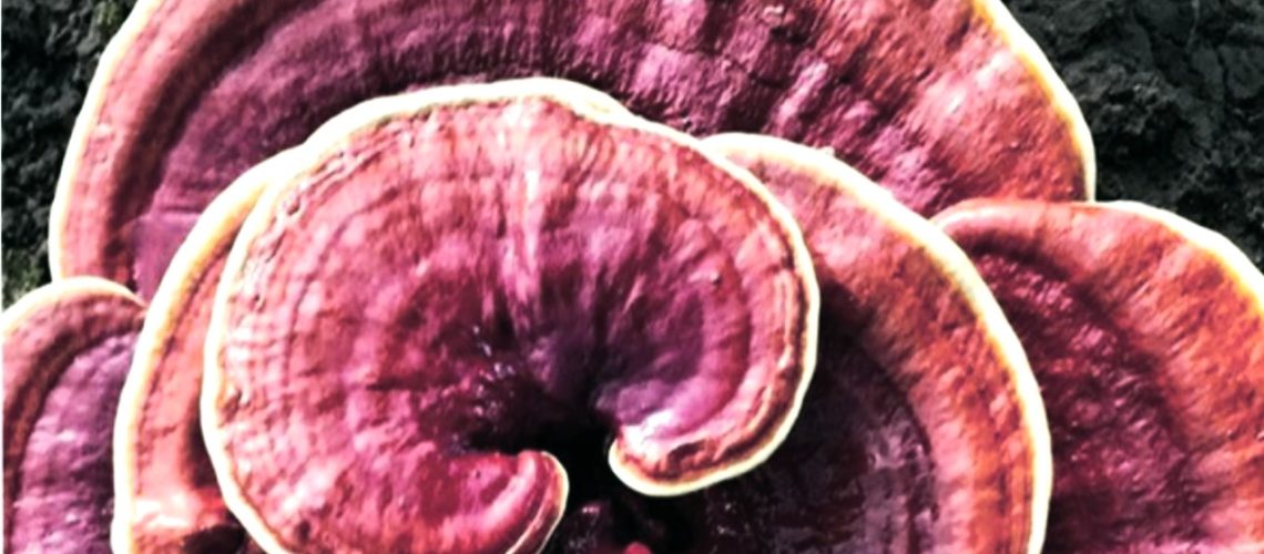 Астродоза гриба рейши