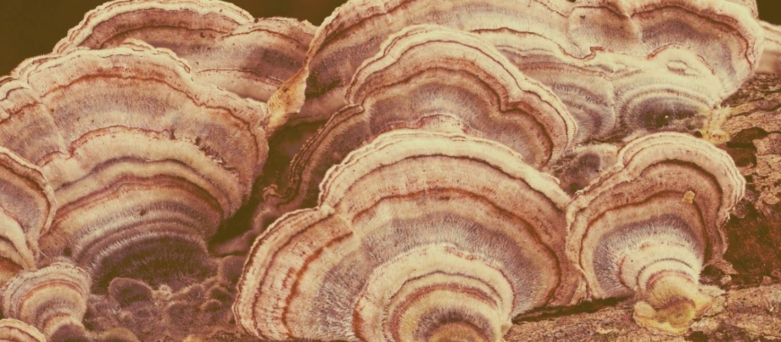 turkey tail mushroom